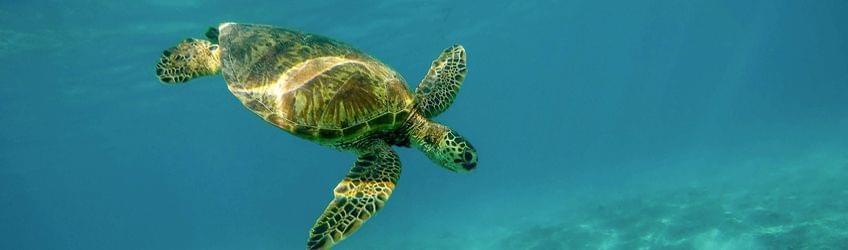 À la découverte des tortues en Martinique