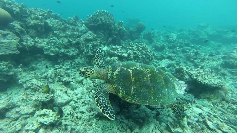 tortue plongee cocoon maldives