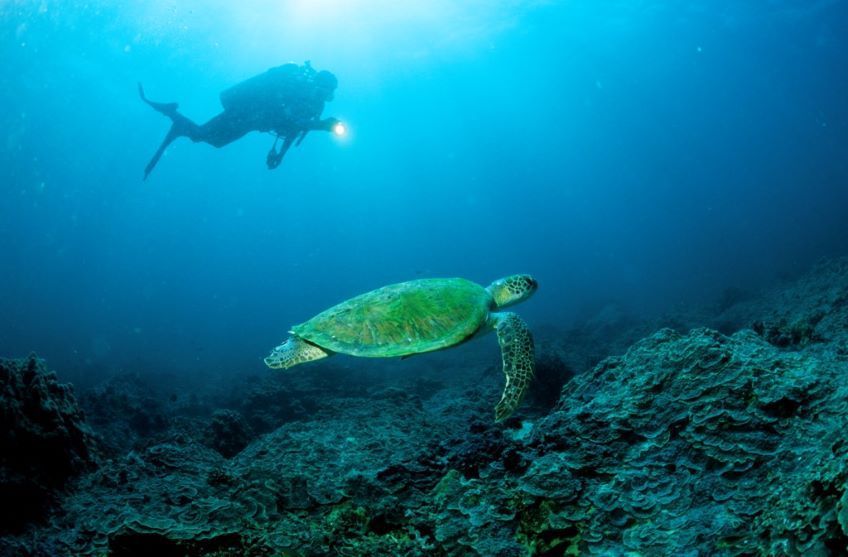 rencontre tortue plongee oman