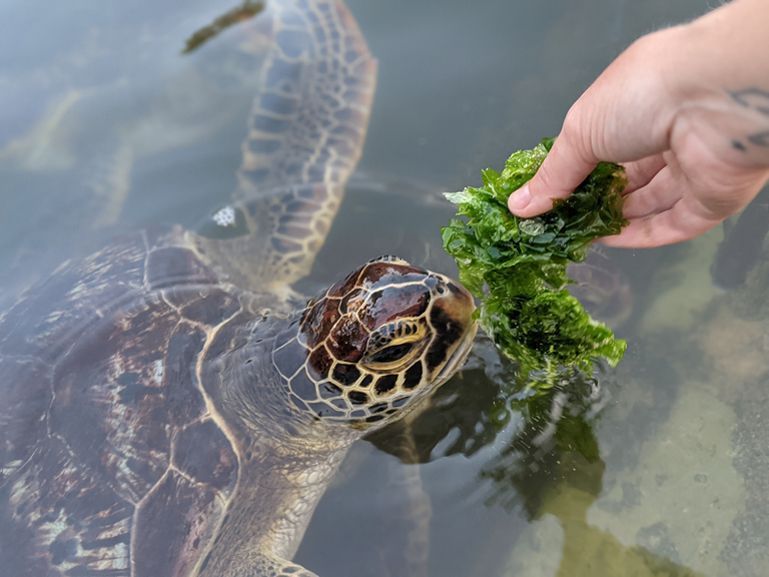 tortue zanzibar melodie
