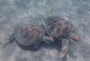 tortues mayotte tortues mayotte