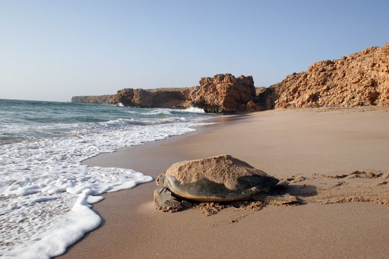 tortues plage de ras al jinz oman