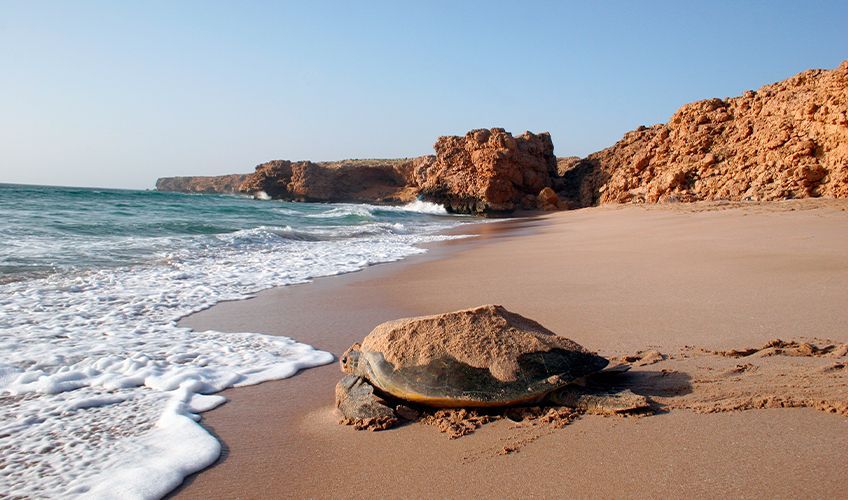 observation des tortues sur la côte est d'Oman