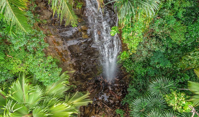 Valle de Mai sur l'le de Praslin aux Seychelles