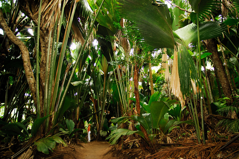 vallee de mai seychelles