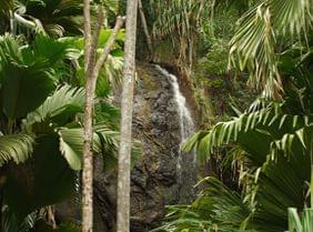 La Vallée de Mai : excursion incontournable aux Seychelles