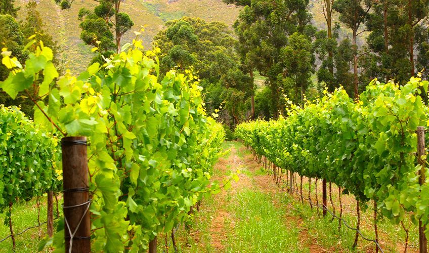 vignoble en Afrique du Sud