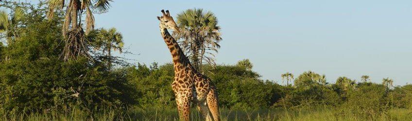 Top 5 des sites incontournables de la Tanzanie