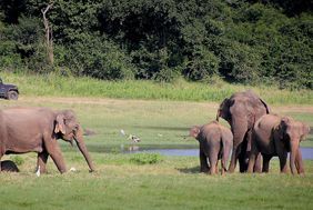 Voyage au Sri Lanka : le retour d'exprience de Caroline