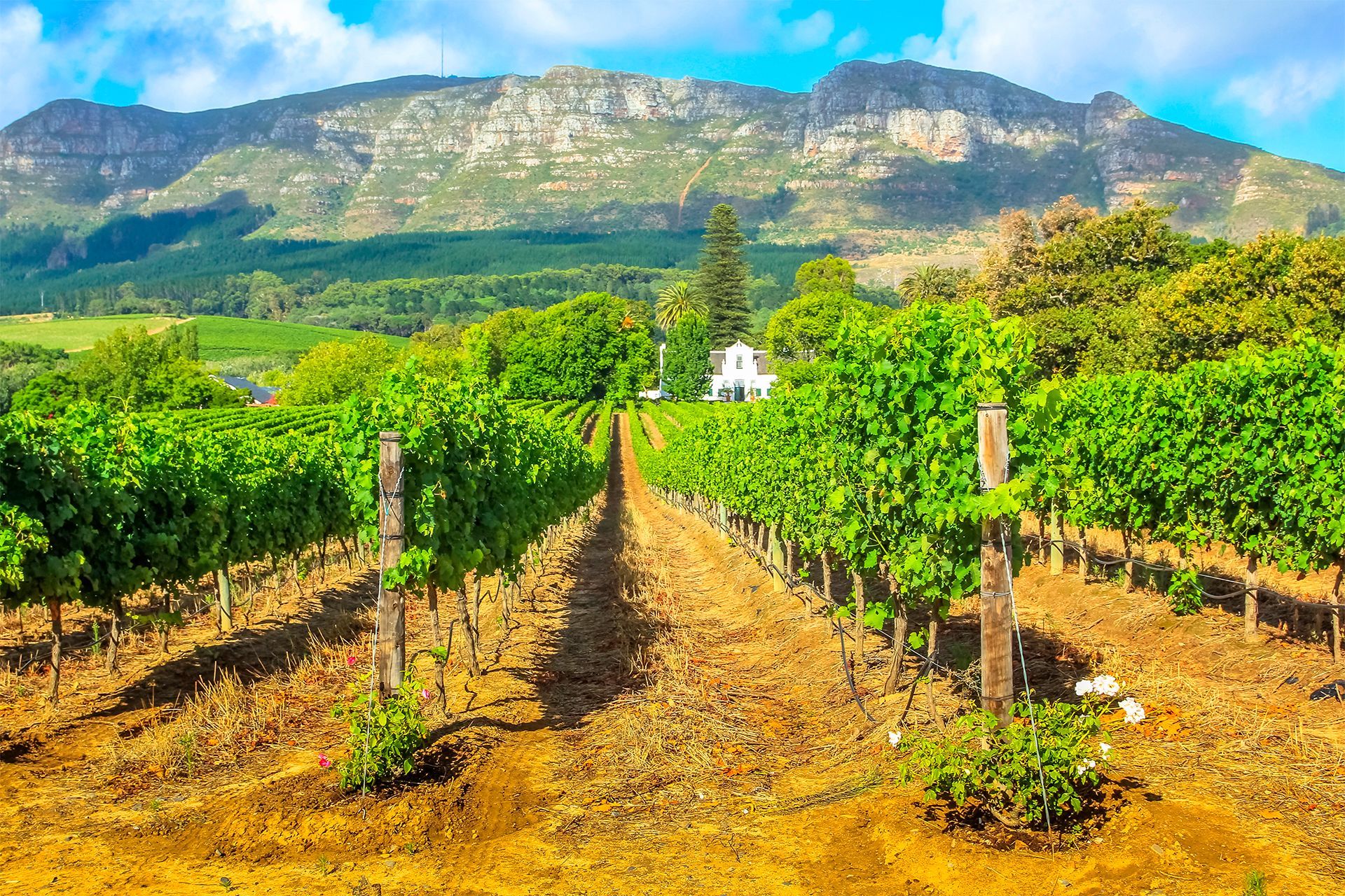 Explorer la route des vins en Afrique du Sud