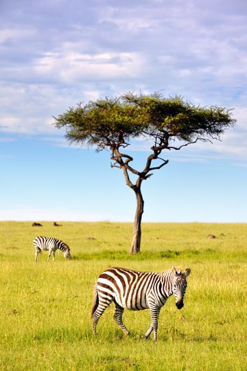 tanzanie zebre safari afrique