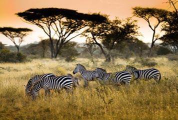 Des zèbres dans un parc en Tanzanie Zèbres dans un parc en Tanzanie