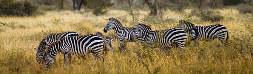 Safari en Tanzanie : conseils pour préparer votre séjour