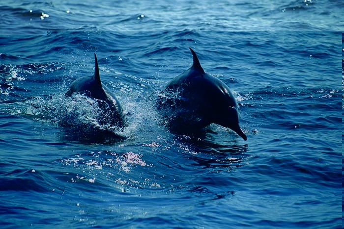 Croisière observation des dauphins