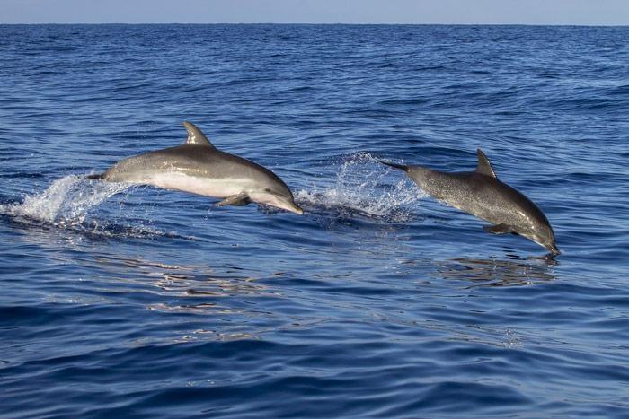 Rencontre avec les dauphins et baleines