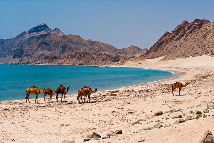 Dcouverte de Salalah