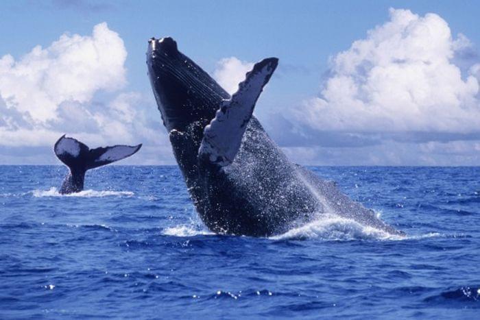 Observation des baleines