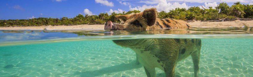 Bahamas : nager avec les cochons