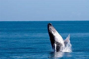 baleines republique dominicaine