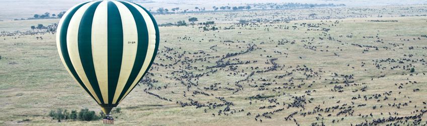 La migration des gnous dans le parc de Masaï Mara