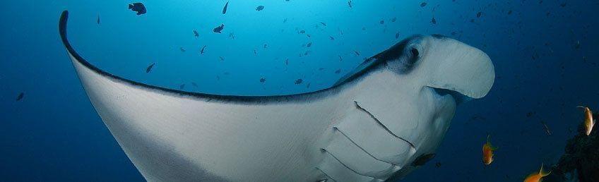 Maldives : plongée avec les raies manta et le requin-baleine
