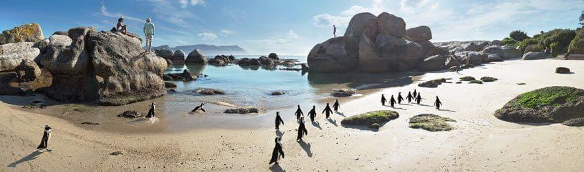 A la rencontre des manchots et baleines