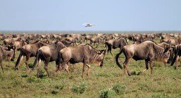 Observer la migration des gnous