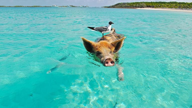 nager avec les cochons