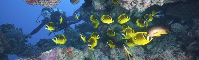 Plonger au cœur d'une faune marine d'exception