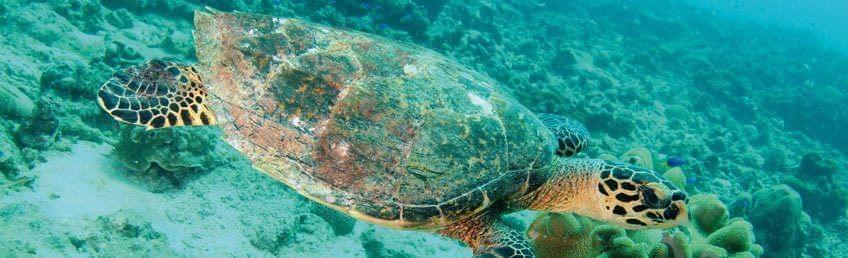 Nager avec les tortues