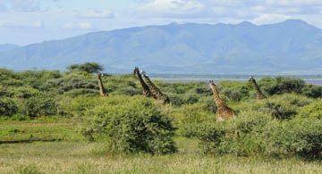 Des treks d'exception en Tanzanie