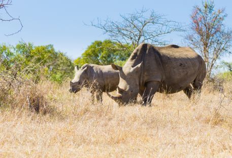 Nos combins en Afrique du Sud