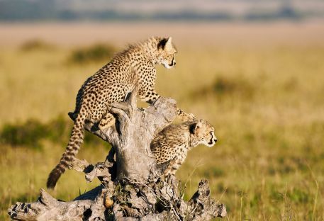 Nos combins en Afrique