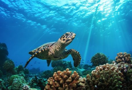 Htels - Plonge  Praslin - Seychelles