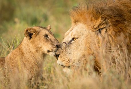 Nos sjours en Afrique