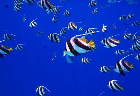 Nos sjours Plonge dans les les