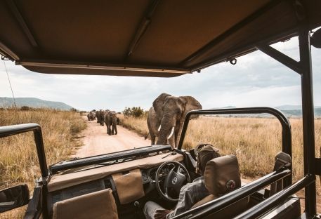 Nos safaris en Afrique
