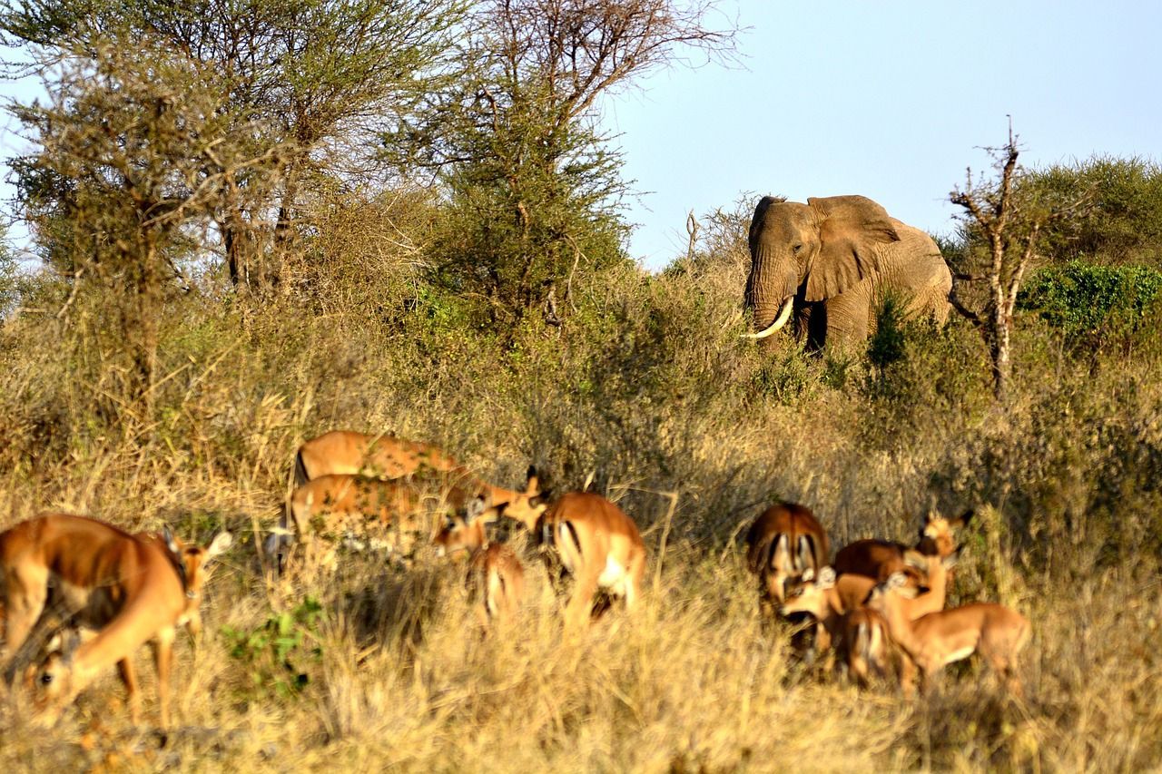 tanzanie en juin