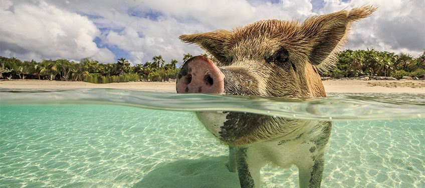 bahamas en mars