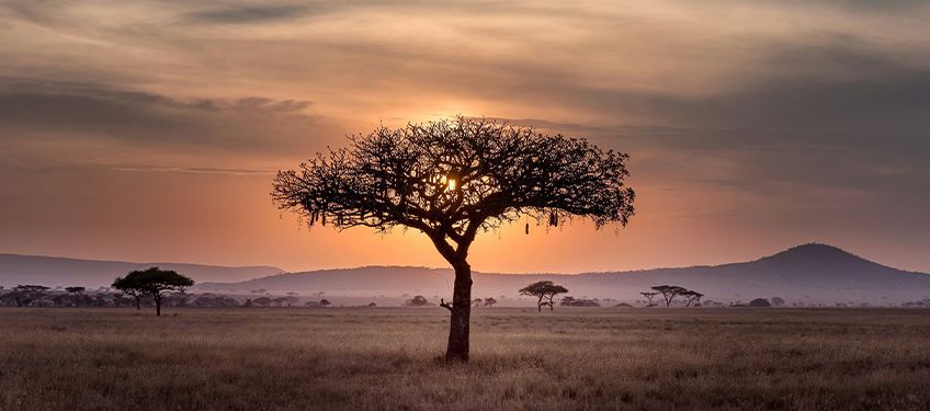 tanzanie en novembre