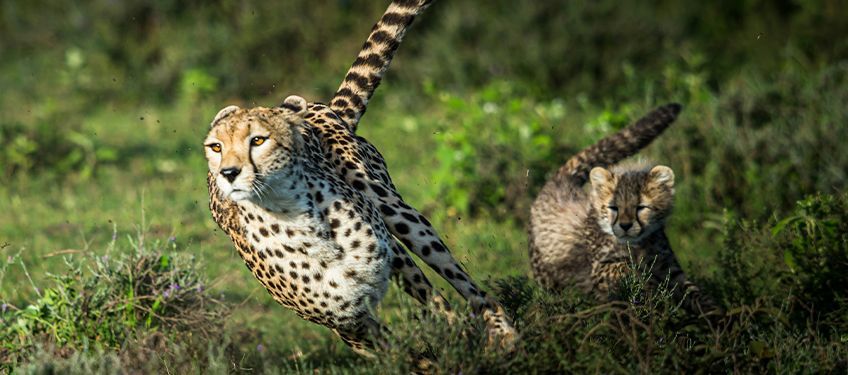 l'automne en tanzanie