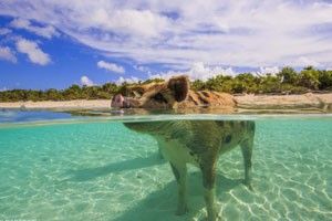 Original et insolite