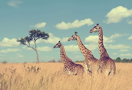 10 raisons d'aller au Kenya