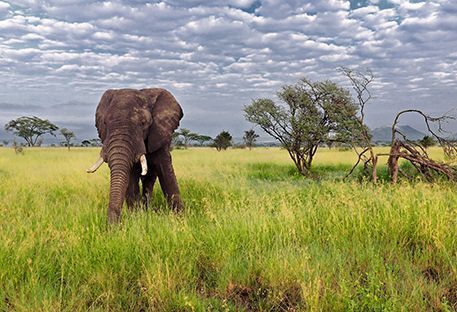 10 raisons d'aller en Tanzanie