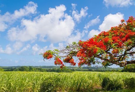 Nos idées de séjours en Guadeloupe