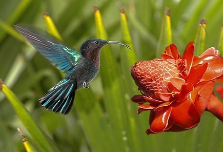 Nos idées de séjours en Martinique