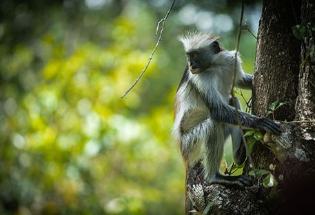 Nos idées de séjours à Zanzibar